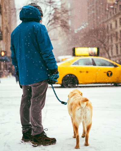Person walking a dog in the snow wearing a blue hooded jacket with a yellow taxi in the background
